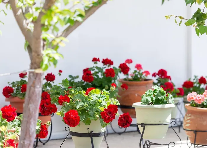 דירה Rizes House *